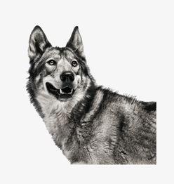 狼狗最新爆料图片大全大图